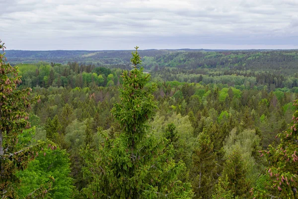 Top Pine Trees Forest Top View Scenic Landscape — Stock Photo, Image