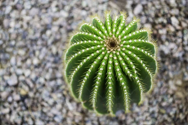 Großer Runder Grüner Kaktus Auf Kieselgrund — Stockfoto