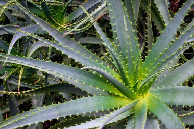 Aloe vera yapraklarının yakın çekimi. Evergreen tropikal bitki. 