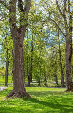 Eski yeşil parktaki ıhlamur ağacı gövdesi.