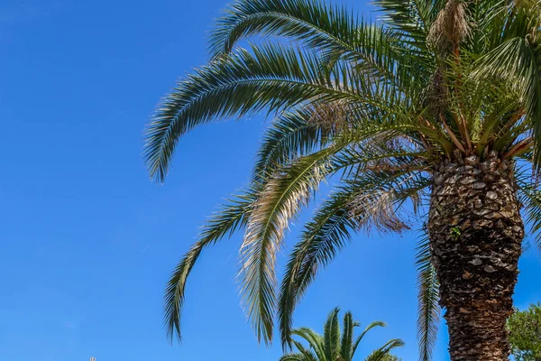 Pozadí Modrou Oblohou Větev Palmového Listu Prostorem Pro Váš Text — Stock fotografie