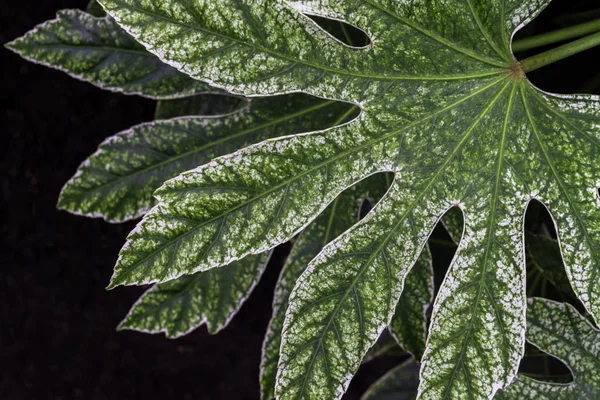 Branches Big Green Leaves Fatsia Japonica Green White Leaf Texture — 스톡 사진