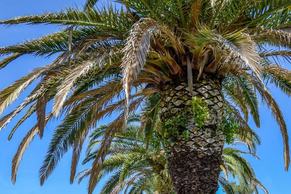 Pozadí Modrou Oblohou Větev Palmového Listu — Stock fotografie
