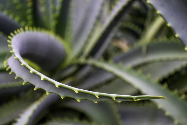 Close Aloe Vera Leaves Evergreen Tropical Plant Aloe Leaf — 스톡 사진