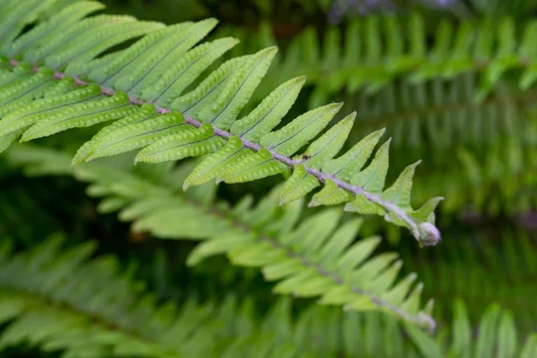 Green Fern Leaf Texture Natural Background — 스톡 사진
