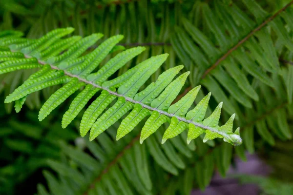 Green Fern Leaf Texture Natural Background — 스톡 사진