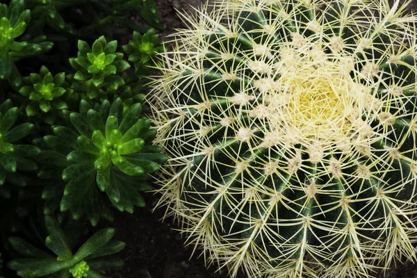 Close Van Stekelige Groene Cactus Met Lange Doornen — Stockfoto