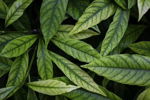 天然绿色背景 加德尼亚茉莉花叶子 热带植物质感 — 图库照片