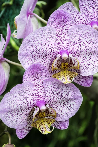 Pink tiger orchid on a background of green tropical leaves.