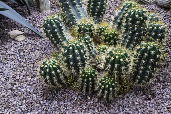 Groene Cactussen Met Veel Grote Aren — Stockfoto