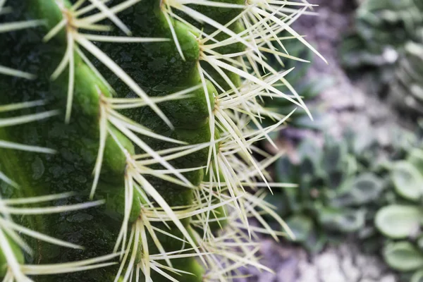 Close Prickly Green Cactus Long Thorns — 스톡 사진