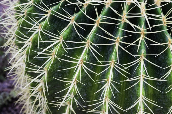 Close Van Stekelige Groene Cactus Met Lange Doornen — Stockfoto