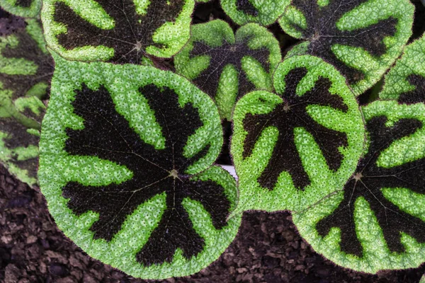 Een Plant Met Grote Groene Zwarte Bladeren Met Gevlekte Bladeren — Stockfoto