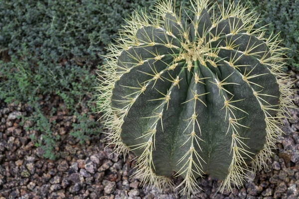 Close Prickly Green Cactus Long Thorns — 스톡 사진