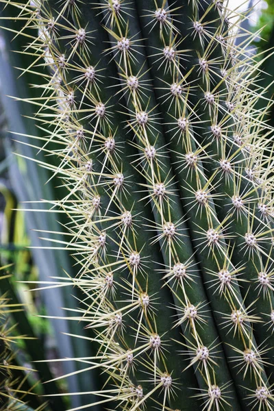 Close Van Stekelige Groene Cactus Met Lange Doornen — Stockfoto