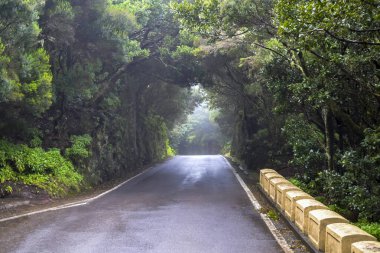 Ağaçlar tüneli ve sonunda ışık. Tenerife 'nin kuzeyindeki dağlarda. Park Kırsal de Anaga, Kanarya Adası, İspanya. Yağmurlu ve nemli hava. 