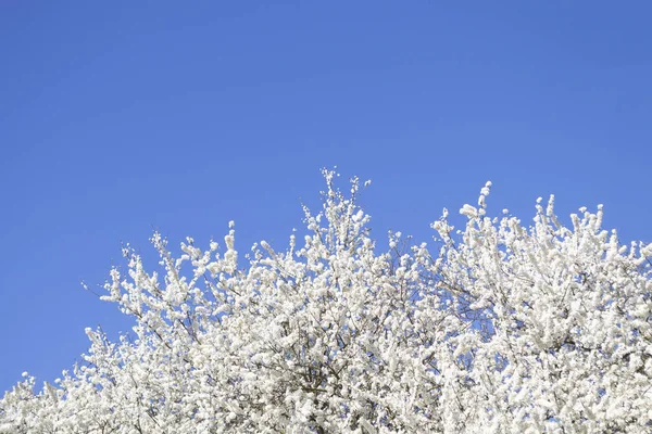 Háttér Szöveges Szöveggel Gyönyörű Fehér Virágok Kék Hátterében Virágzó Cseresznyefa — Stock Fotó
