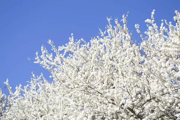 Gyönyörű Fehér Virágok Kék Hátterében Virágzó Cseresznyefa Háttér Szöveghely — Stock Fotó