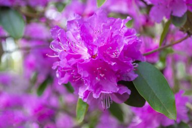 Parlak pembe rhododendron çiçekleri. Güneşli bir günde baharda çiçek açan ağaç. Güzel arkaplan.