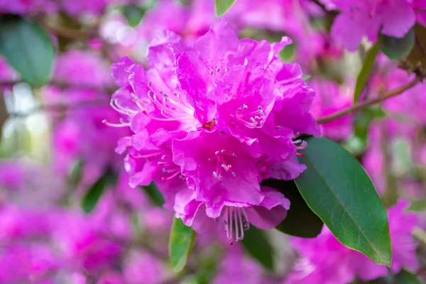 Brightly pink rhododendron flowers. Blooming tree in spring on a sunny weather day. Beautiful background.