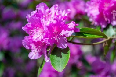 Bahar. Pembe rhododendron. Güneşli bir günde parlak çiçekler açıyor. Güzel arkaplan.