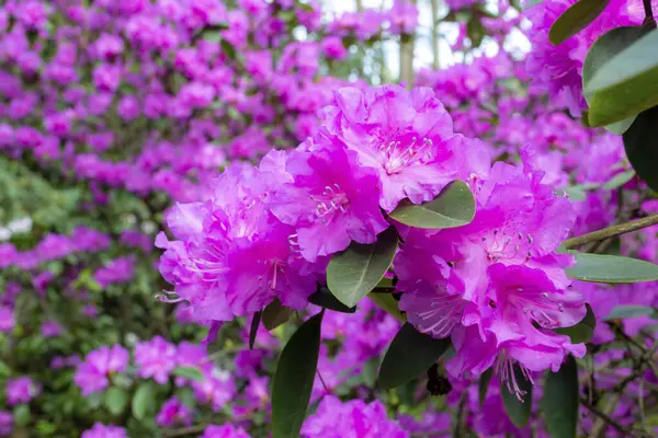 Bush Pink Rhododendron Blooming Brightly Flowers Spring Sunny Weather Day — Stock Photo, Image