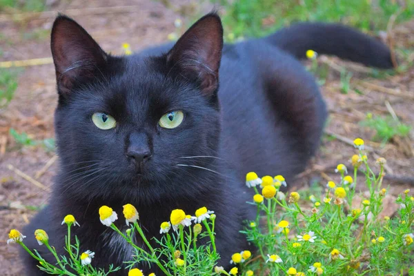 A black cat with green eyes lies on the green grass. Beautiful chamomile in the foreground.