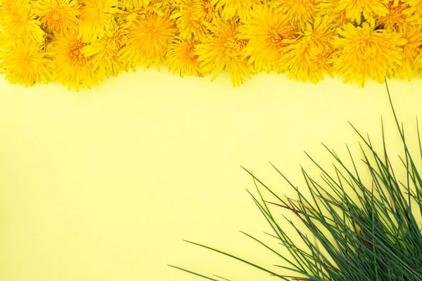 Spring or summer mood. Yellow dandelions lie in a row from the top, green grass in the corner on a yellow background. Frame. Place for text.