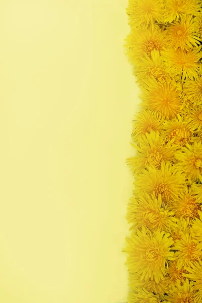 垂直的照片 黄色的蒲公英靠着黄色的背景 在右边一排地躺着 春天或夏天的心情 案文的位置 — 图库照片