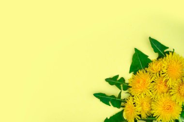 Bahar ya da yaz dönemi. Yapraklı beş sarı karahindiba sarı bir yüzeyin sağ köşesinde güzel bir şekilde yatıyor. Metin için yer. 