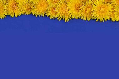 Birçok sarı karahindiba üst sırada uzanır. Mavi arka planda bir çerçeve. Metin için yer.