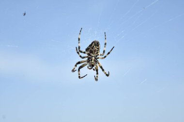 Büyük örümcek mavi gökyüzü arka planına karşı, sinek ağına takıldı..