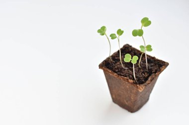 Arugula tohumları turba tenceresinde yetişiyor, bahçe konsepti....