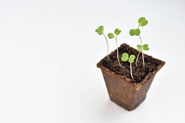 Plántulas Rúcula Creciendo Maceta Turba Concepto Jardinería — Foto de Stock