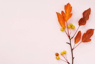 Sonbahar konsepti, Hawthorn dalı ile minimal arkaplan, kopyalama alanı.