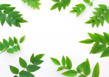 Beyaz arka planda yeşil yapraklar, metin için boşluk, yaz indirimi afişi, satış promosyonu.