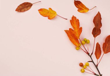 Sonbahar konsepti, Hawthorn dalı ile minimal arkaplan, kopyalama alanı.