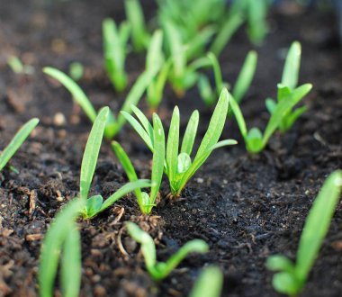 Genç ıspanak filizleri. Siyah toprakta yeşil ıspanak fideleri. Sabahın erken saatlerinde yakın çekim.