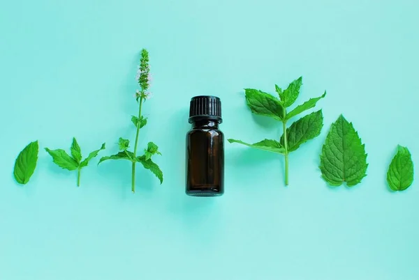 Peppermint Essential Oil Composition Peppermint Twig Flower Mint Color Background — 스톡 사진