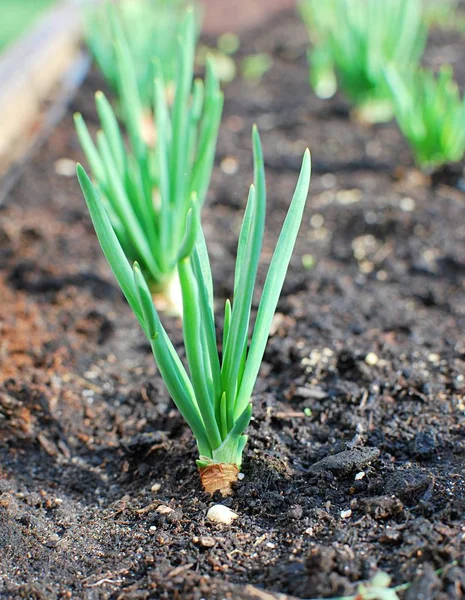 Hojas Cebolla Verde Joven Cebolla Verde Que Crece Huerto — Foto de Stock