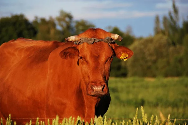 Vaca Parda Detrás Del Campo Trigo — Foto de Stock