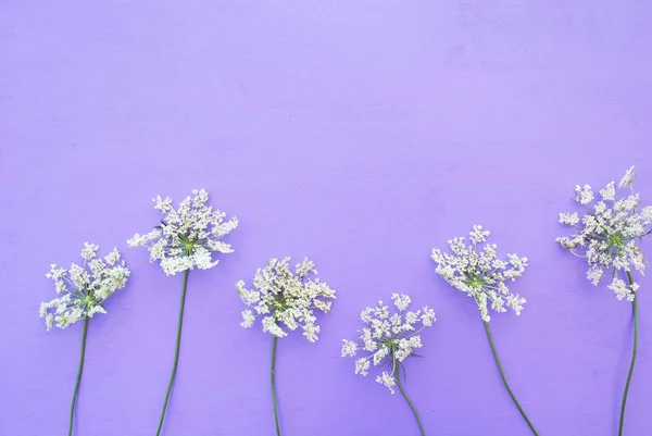 Verano Flores Del Prado Sobre Fondo Violeta Espacio Para Copiar — Foto de Stock