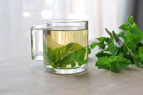 Fresh peppermint tea in glass cup and peppermint leaves.