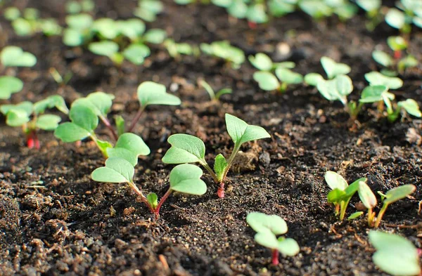 Brotes Rábano Jóvenes Que Crecen Jardín Plántulas Rábano —  Fotos de Stock