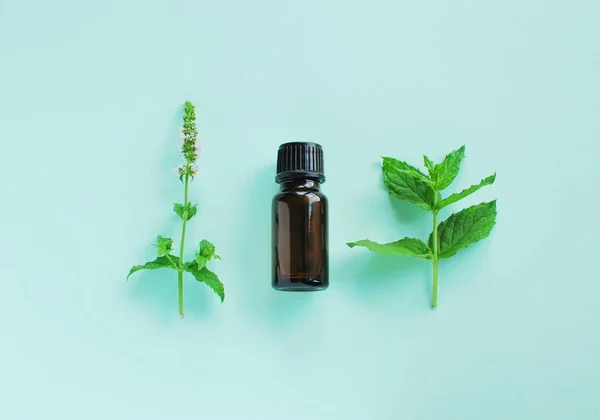 Peppermint Essential Oil Composition Peppermint Twig Flower Mint Color Background — 스톡 사진