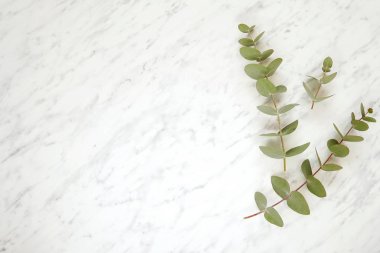 Mermer zemin üzerinde okaliptüs dalları olan minimalist çerçeve, güzellik, düğün, kozmetik düz metin için yatıyordu.