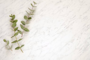 Minimalist çerçeve okaliptüs dalları ve mermer arka planda yapraklar, güzellik, düğün, kozmetik düz metin için yatıyordu.