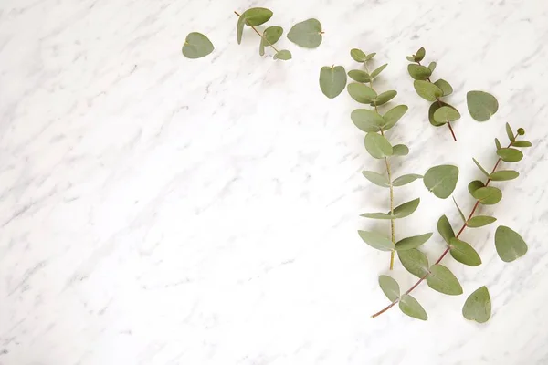 Minimalist frame with eucalyptus branches and leaves on marble background, beauty, wedding, cosmetics flat lay with space for text.