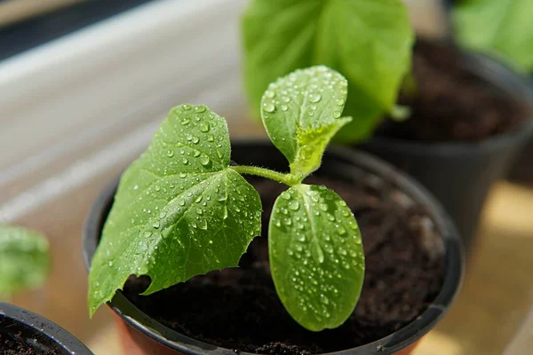 Primer Plano Brote Pepino Joven Maceta Alféizar Ventana Jardinería Primavera — Foto de Stock