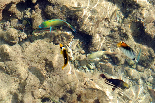 Kolorowe Ryby Płytkiej Wodzie — Zdjęcie stockowe